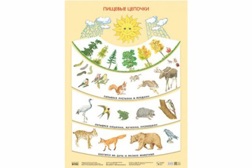 Плакат Пищевые цепочки МС10639