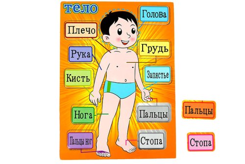 Рамка - вкладыш "Моё тело" 1205611