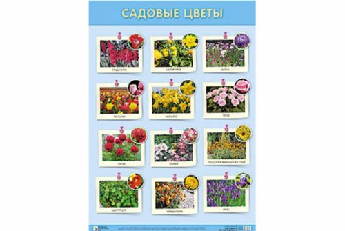 Плакат Садовые цветы МС10810