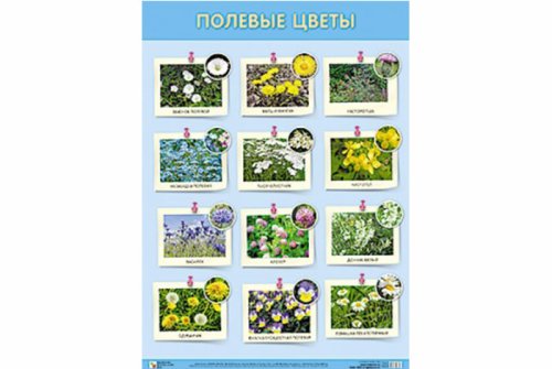 Плакат Полевые цветы МС10835