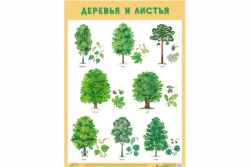 Плакат Деревья и листья МС10816