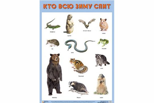 Плакат Кто всю зиму спит МС10901