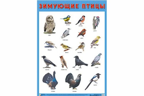 Плакат Зимующие птицы МС10883