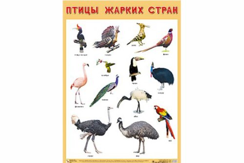 Плакат Птицы жарких стран МС10881