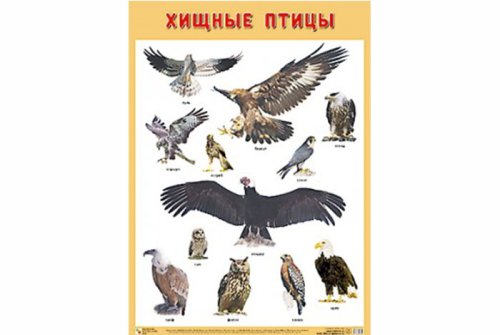 Плакат Хищные птицы МС10900