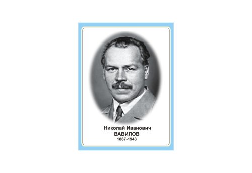 Стенд портрет Николай Иванович Вавилов Н2327-8