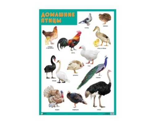 Плакаты Животный мир (набор 6шт) МС10177-182(11765)