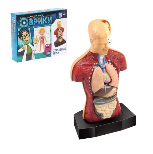 Научный опыт Строение тела 2772940